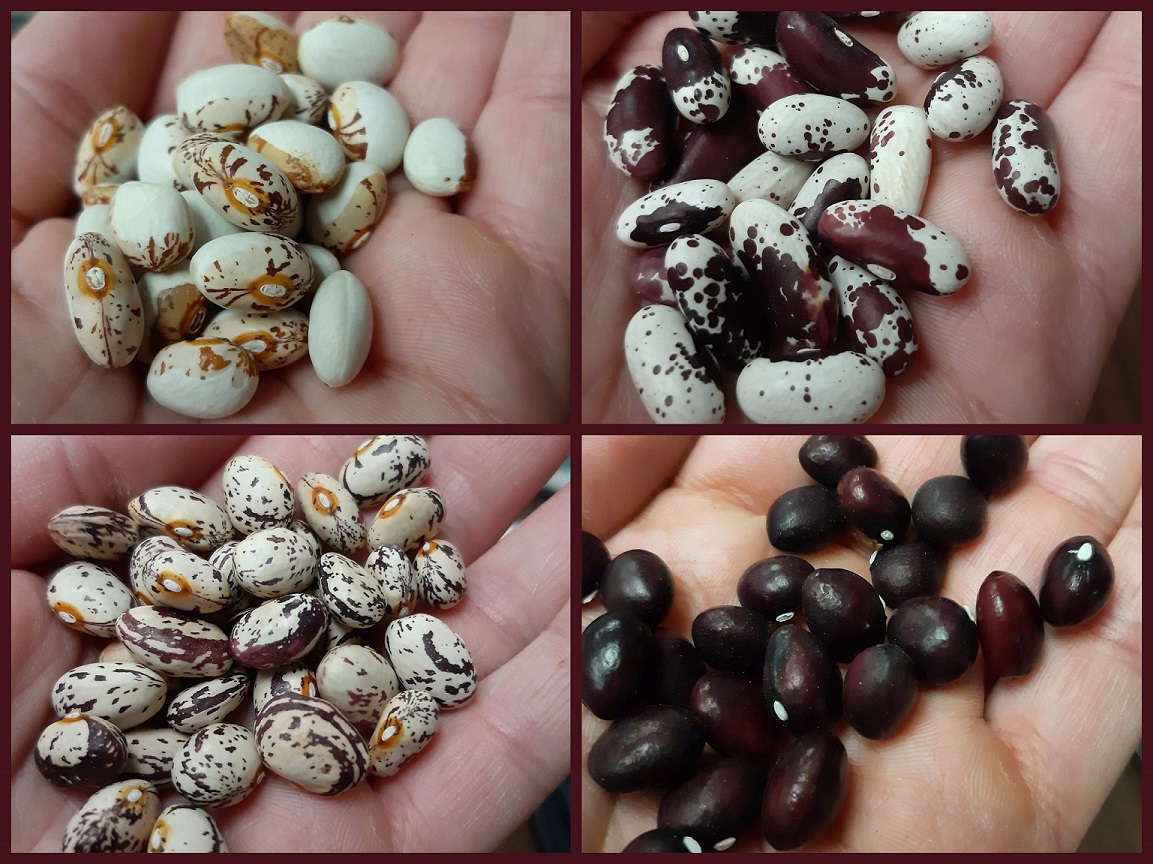 Four handfuls of different colorful bean varieties