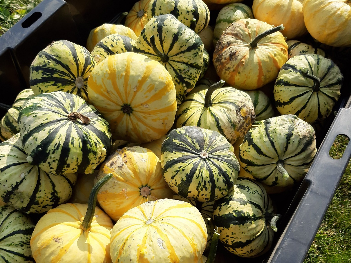 A tub full of yellow- and green-striped squashes