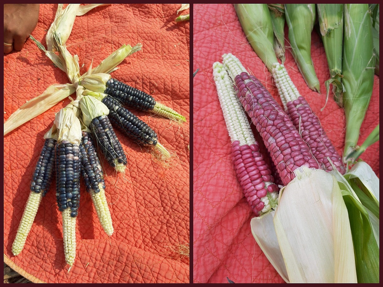 Two bundles of blue and red corn