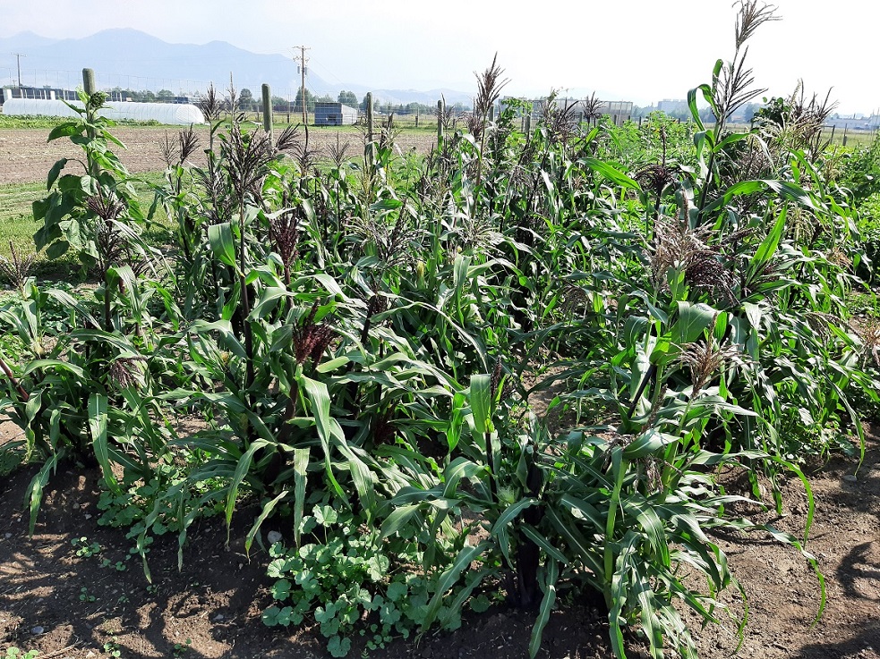 A patch of tall red corn plants