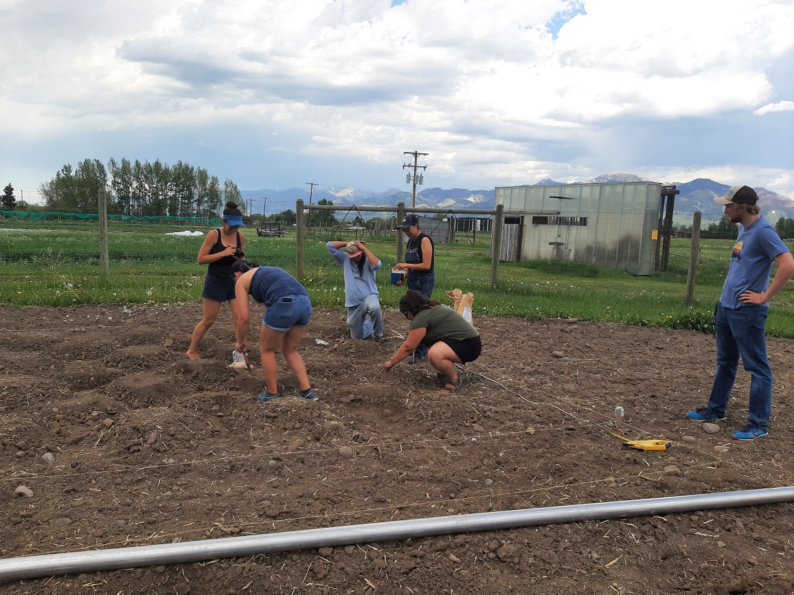 Volunteers planting corn seeds in an empty garden plot