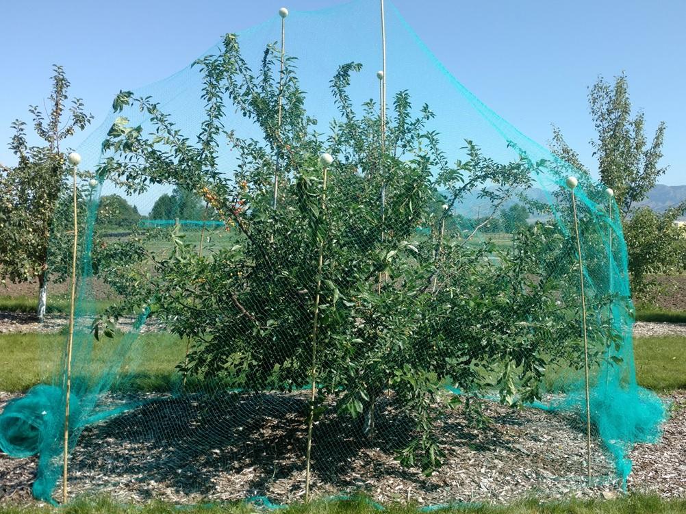 A tree draped in green bird netting