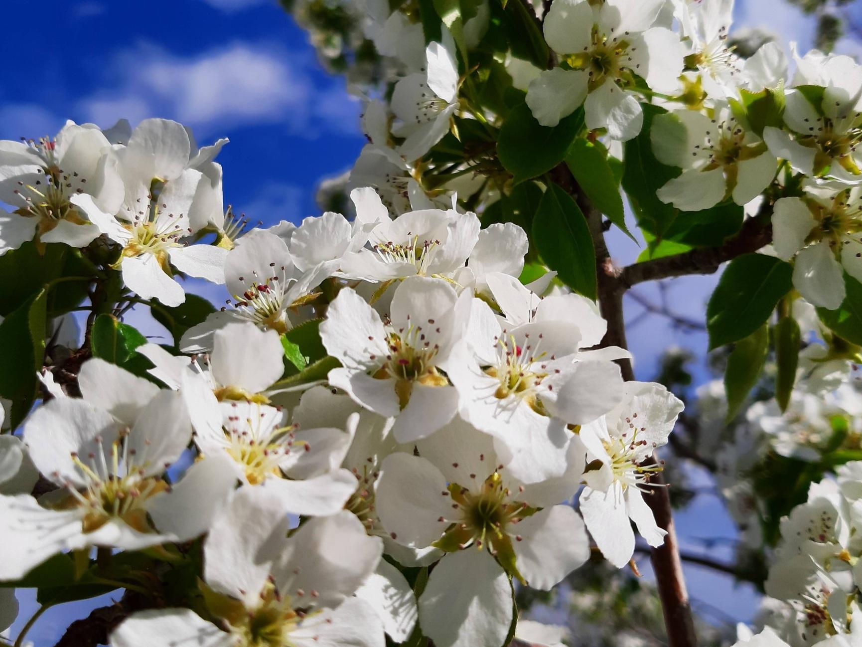 White apple blossoms against a blue sky