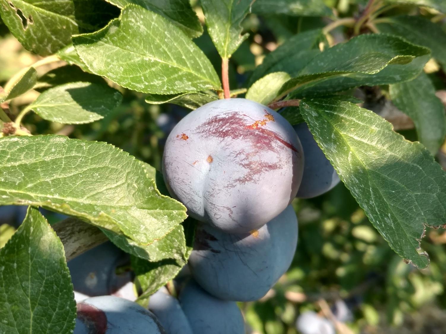 Ripe purple plums peeking out from under green leaves