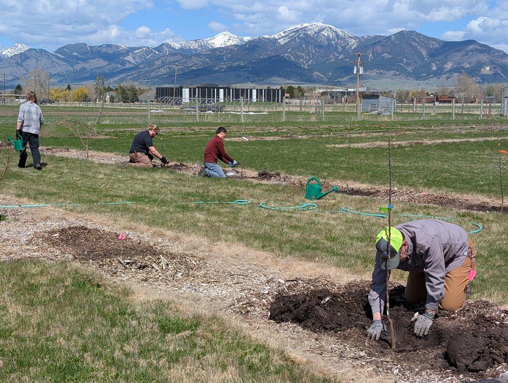 Four people planting tree saplings in the orchard