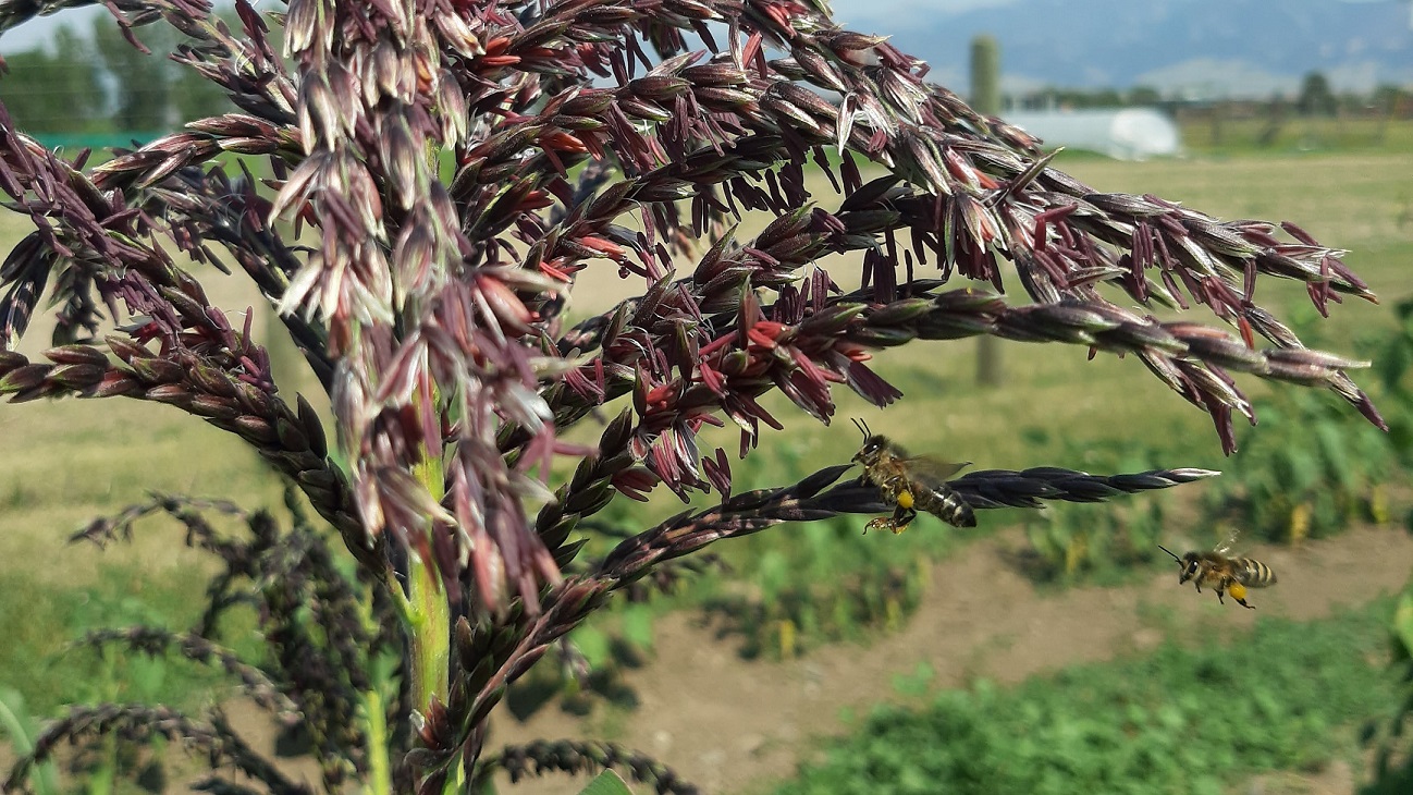 Two honey bees flying up to the tassels of a corn plant