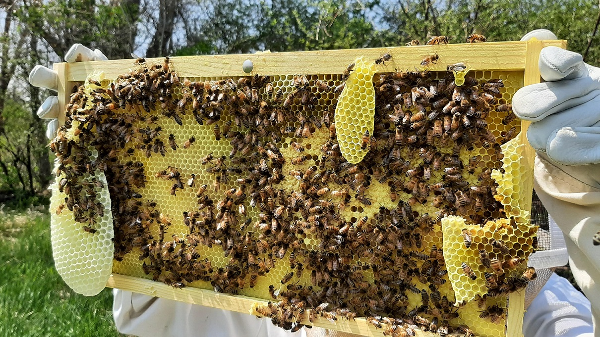 A student inspects a frame of honeycomb covered in honeybees