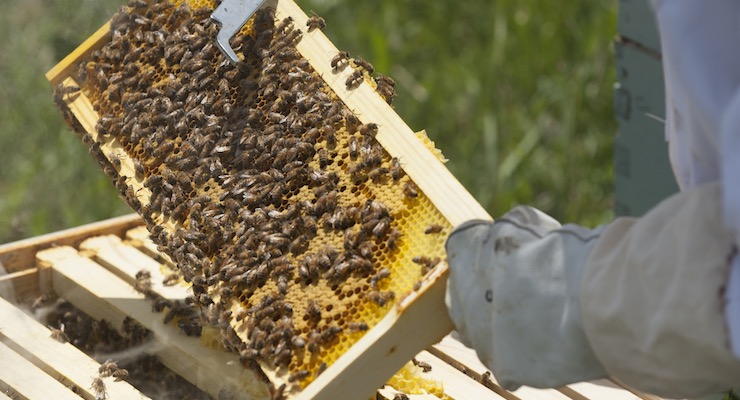 Frame of Bees