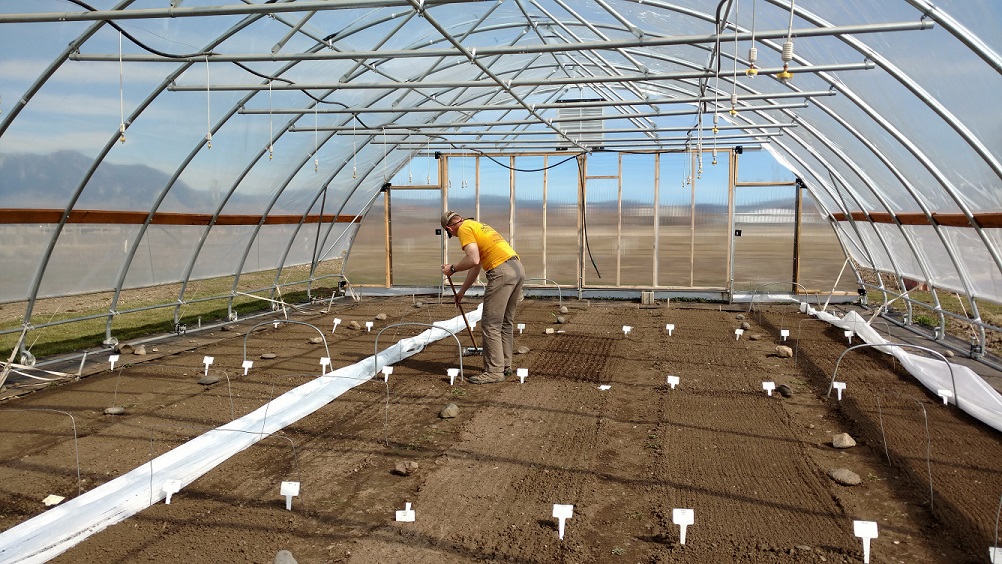 Seeding cool season crops in a high tunnel