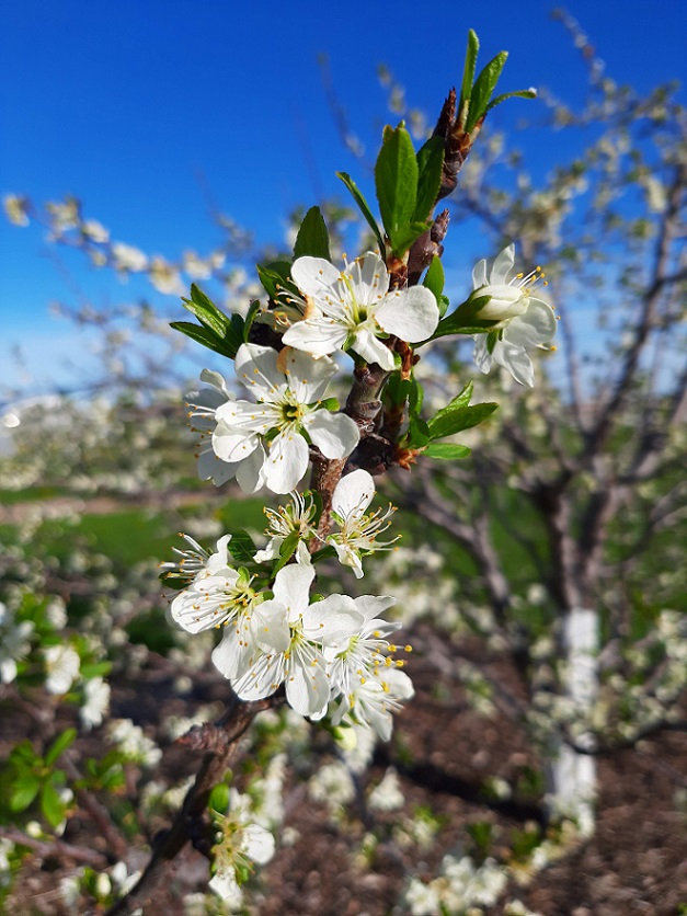 A cluster of plum blossoms on a branch