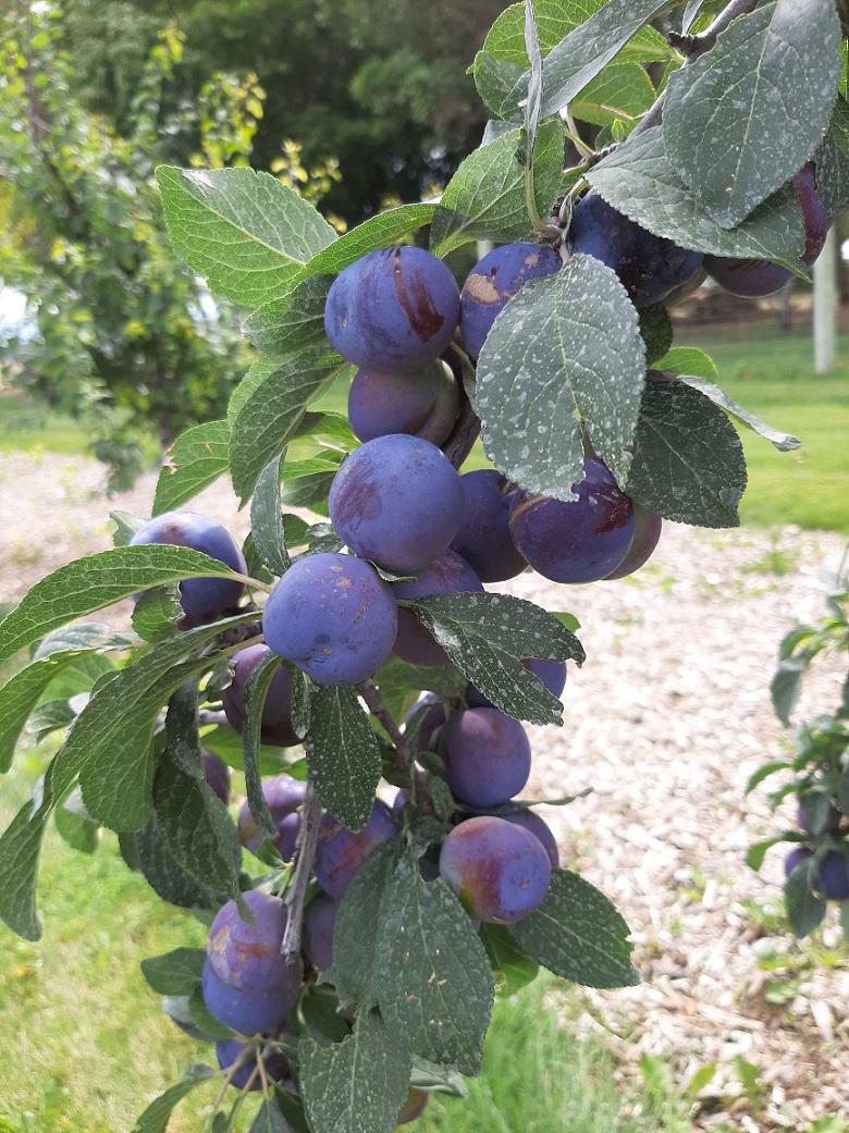 'Mount Royal' plums ripening in the Horticulture Farm orchard