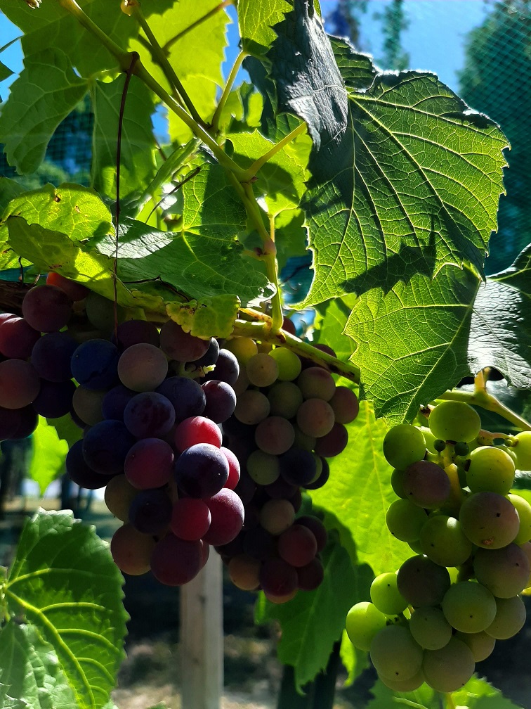 Grapes ripening on the vine in MSU's vineyard