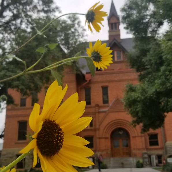sunflowers in foreground of Montana Hall