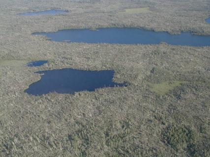 top view of ponds