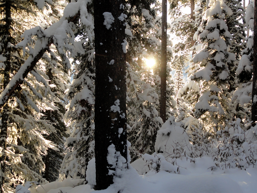 Sun Poking Through Forest