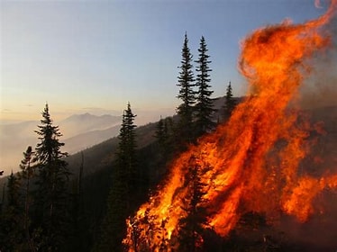 wildfire wildfire