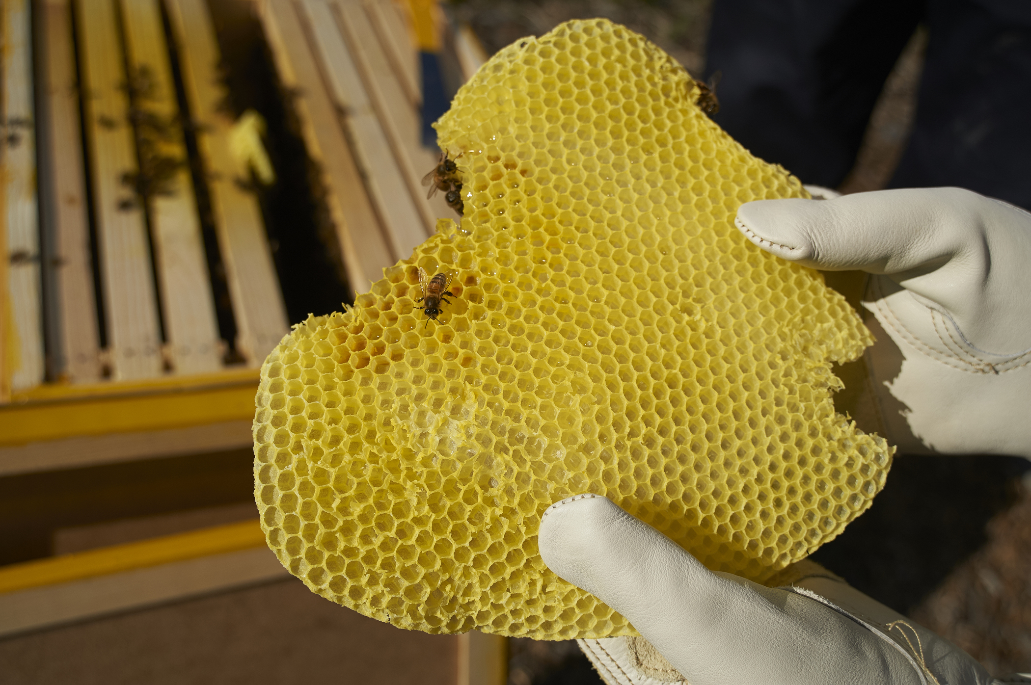A researcher holding honeycomb
