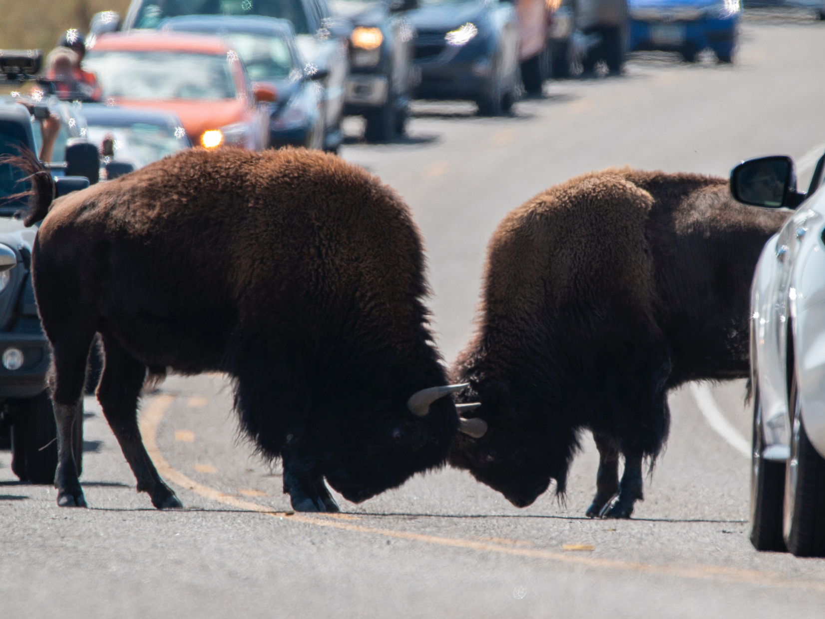 Bison fighting on a roadway while stopping traffic