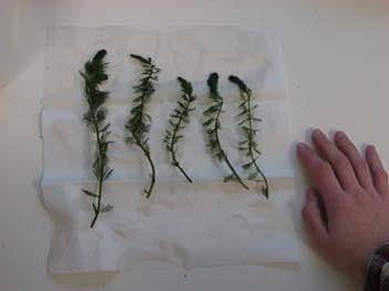 Milfoil stems