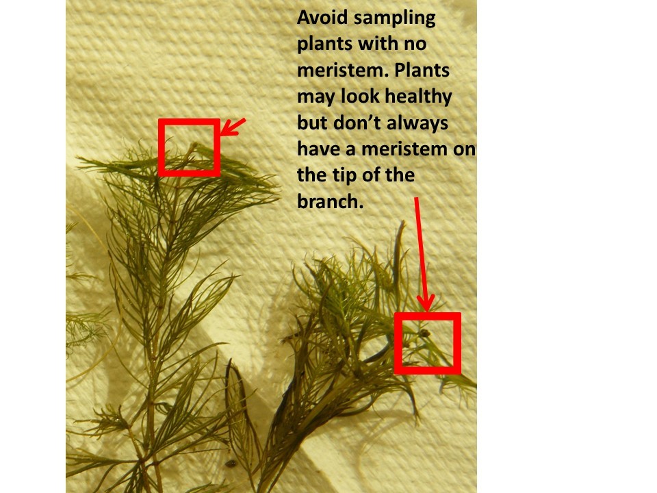 watermilfoil without meristems