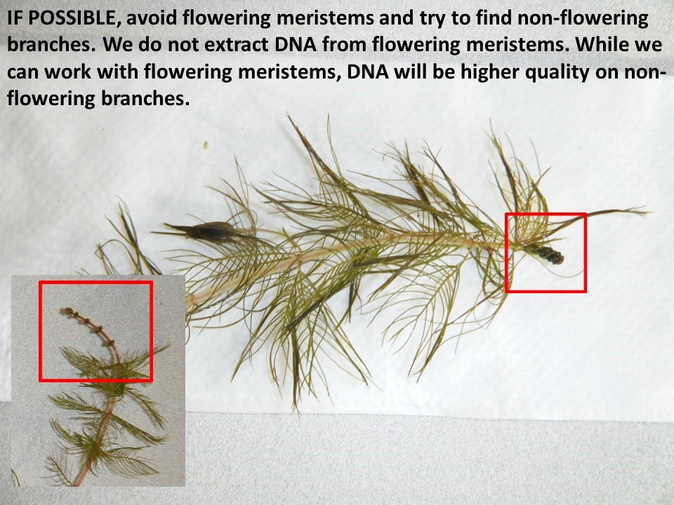 flowering watermilfoil