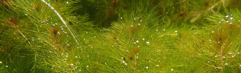 Forest of milfoil