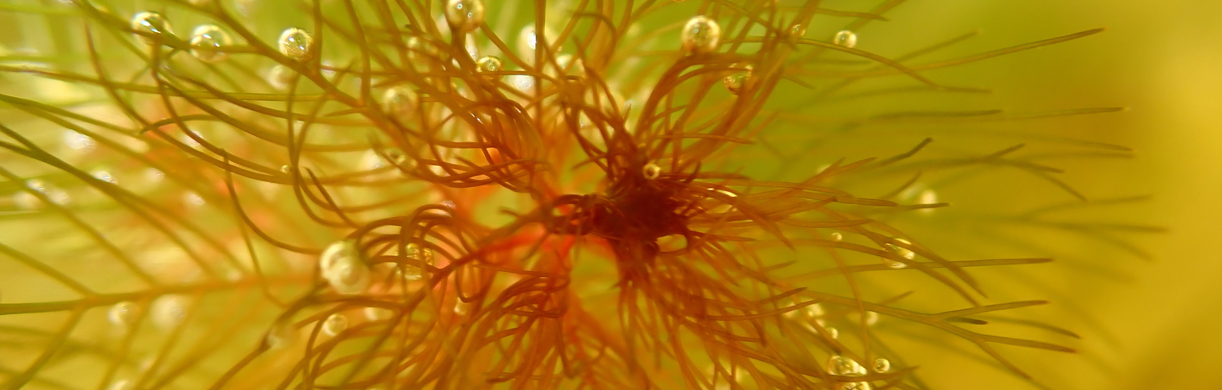 Milfoil meristem closeup