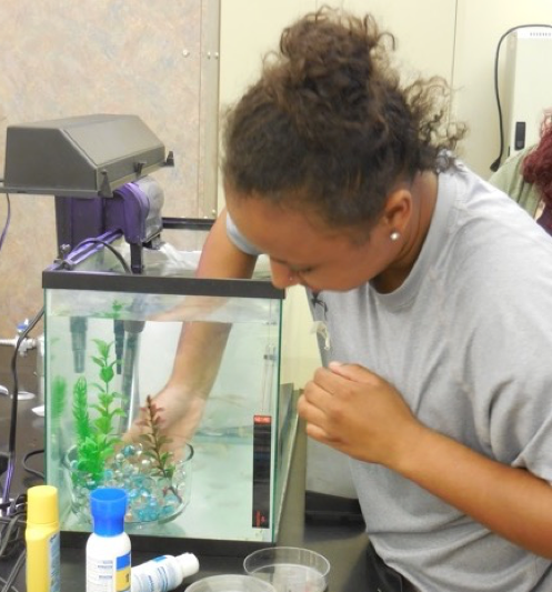 Student working with a fish tank