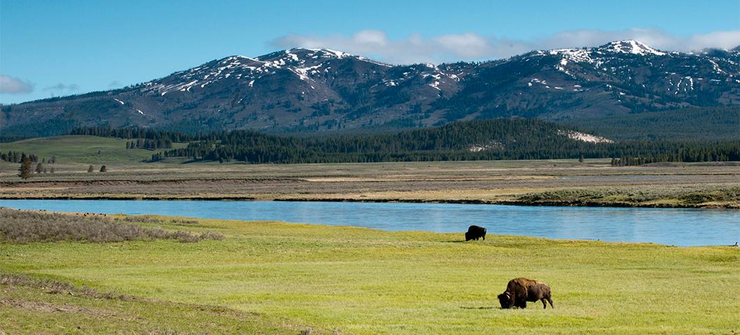 Bison grazing on grass next to a river and mountains