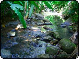 Puerto Rico River