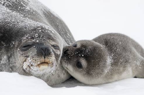 Mother & pup (photo by William A. Link)