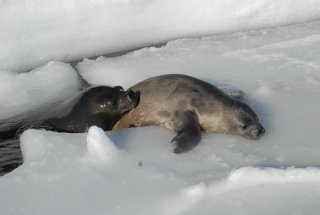 Mother and pup in tide crack