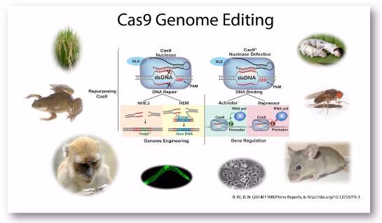 Cas9 Genome Editing