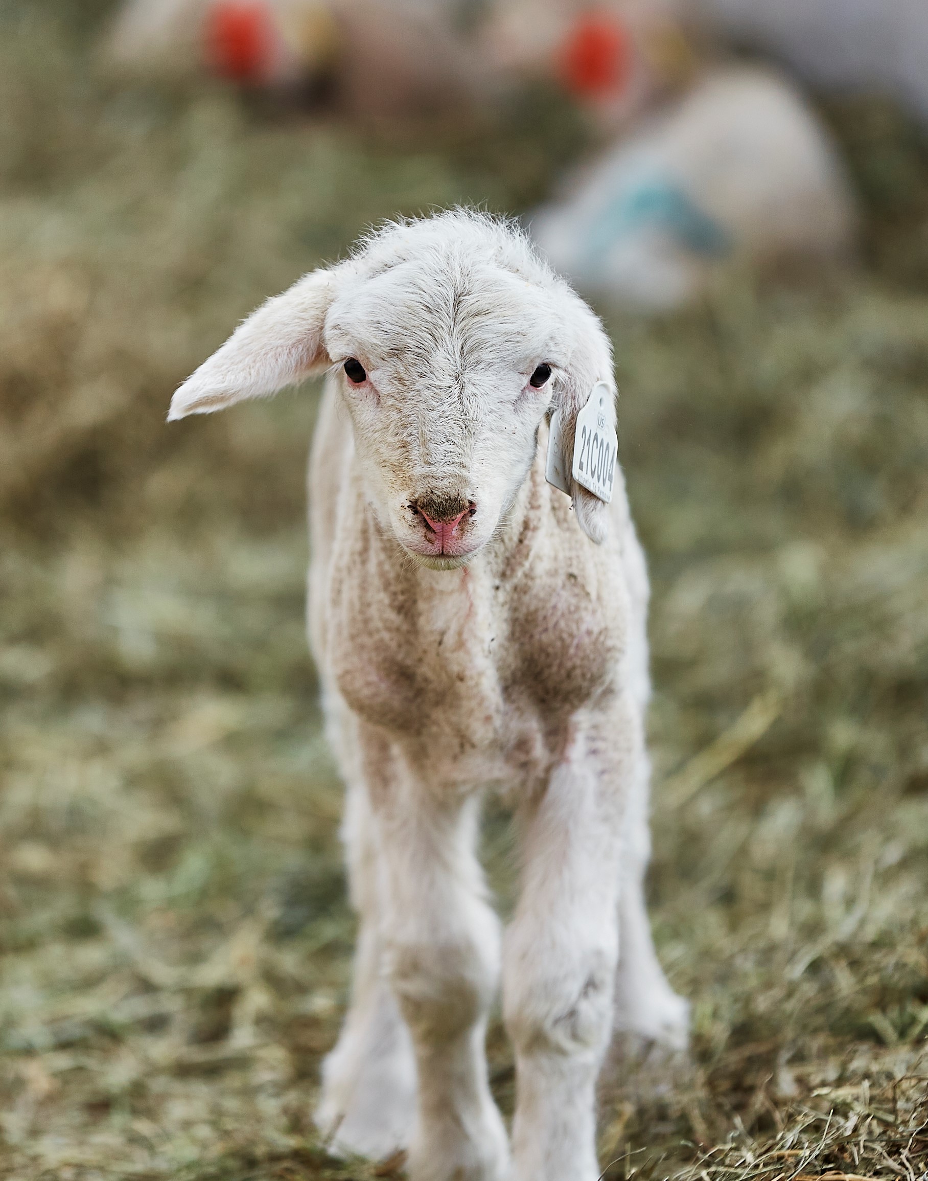 white lamb