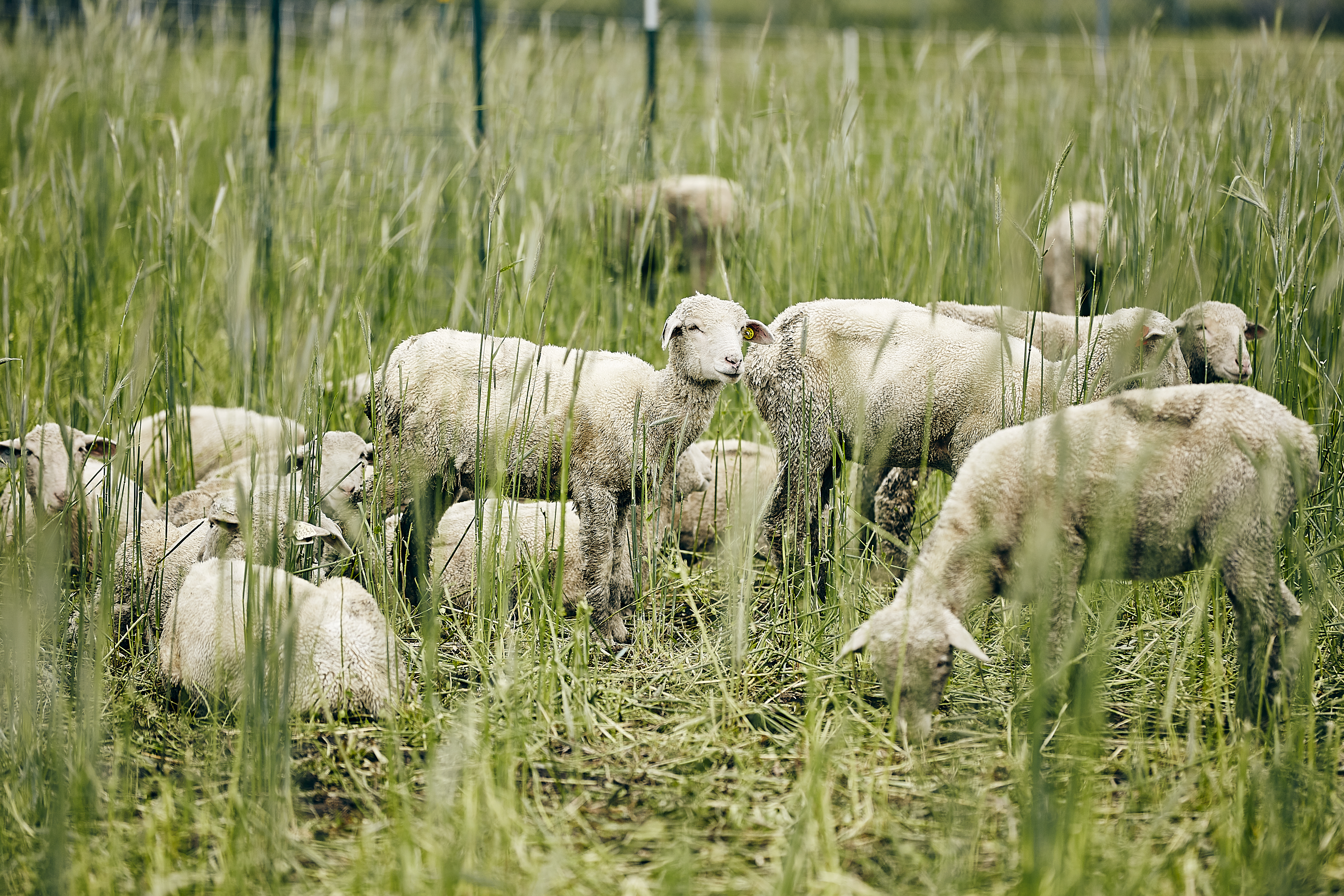 sheep in a field