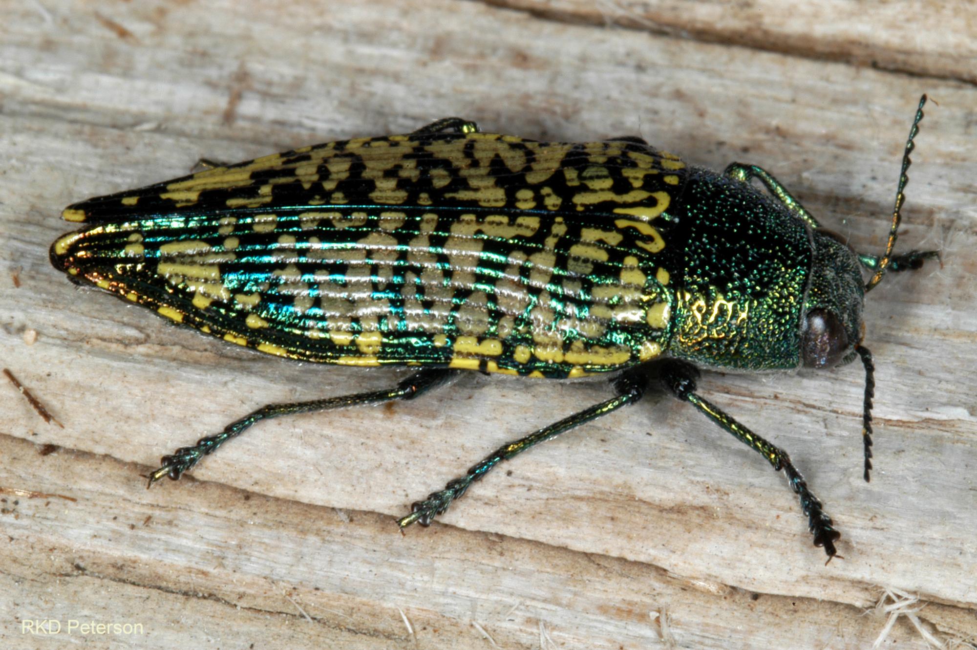 Buprestis confluenta