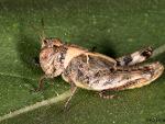 Short-horned grasshopper