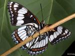 Limenitis weidemeyerii 