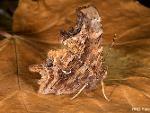 Polygonia satyrus