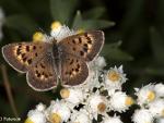 Lycaena sp.