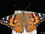 Vanessa cardui