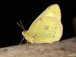 Colias sp.