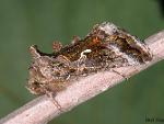 Autographa californica