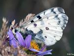 Parnassius smintheus