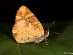 Phyciodes sp.