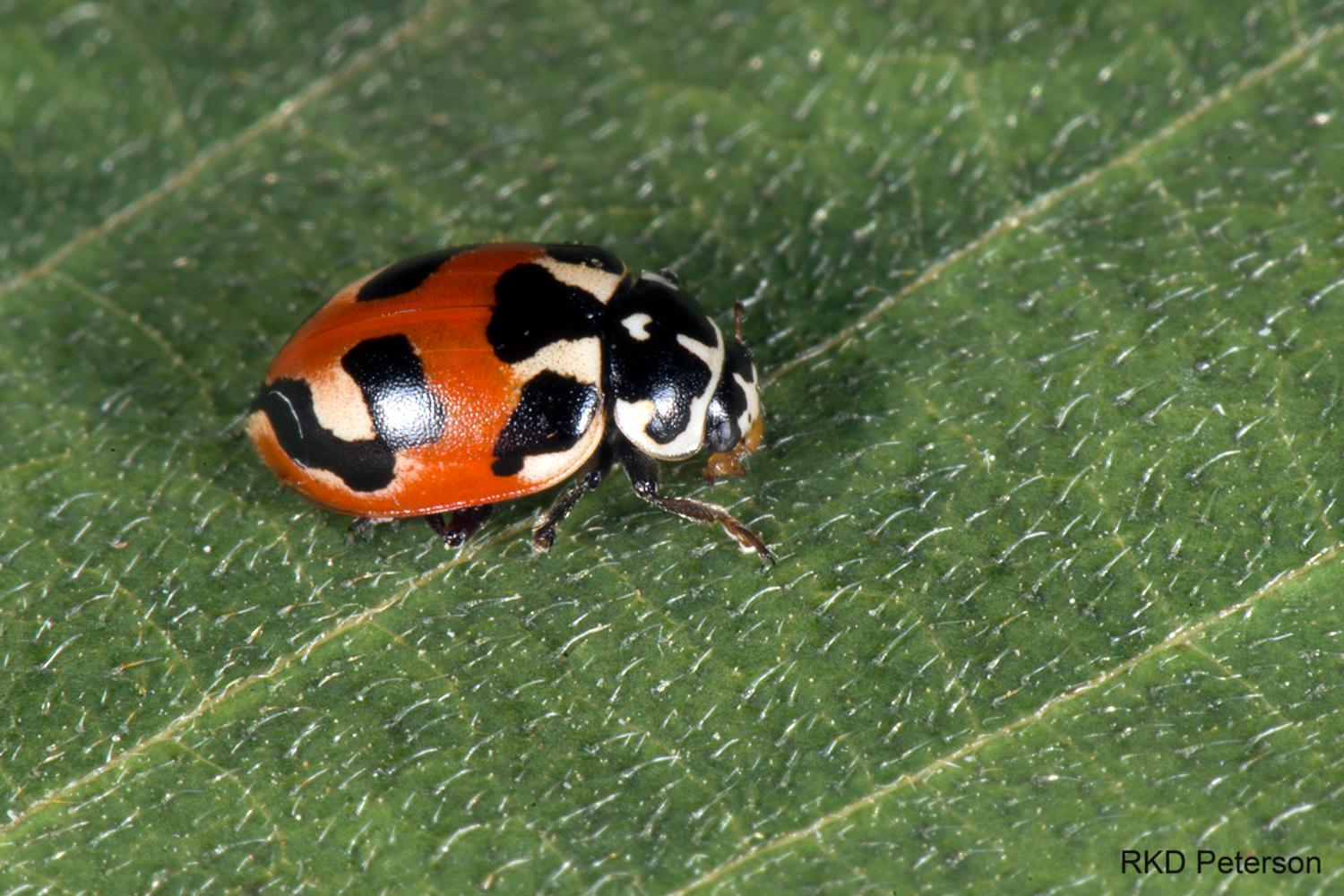 Contents - Insects of the Greater Yellowstone Ecosystem | Montana State ...