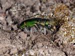 Cicindela purpurea