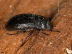 Blapstinus sp.