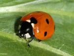 Coccinella septempunctata