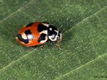 Coccinellidae